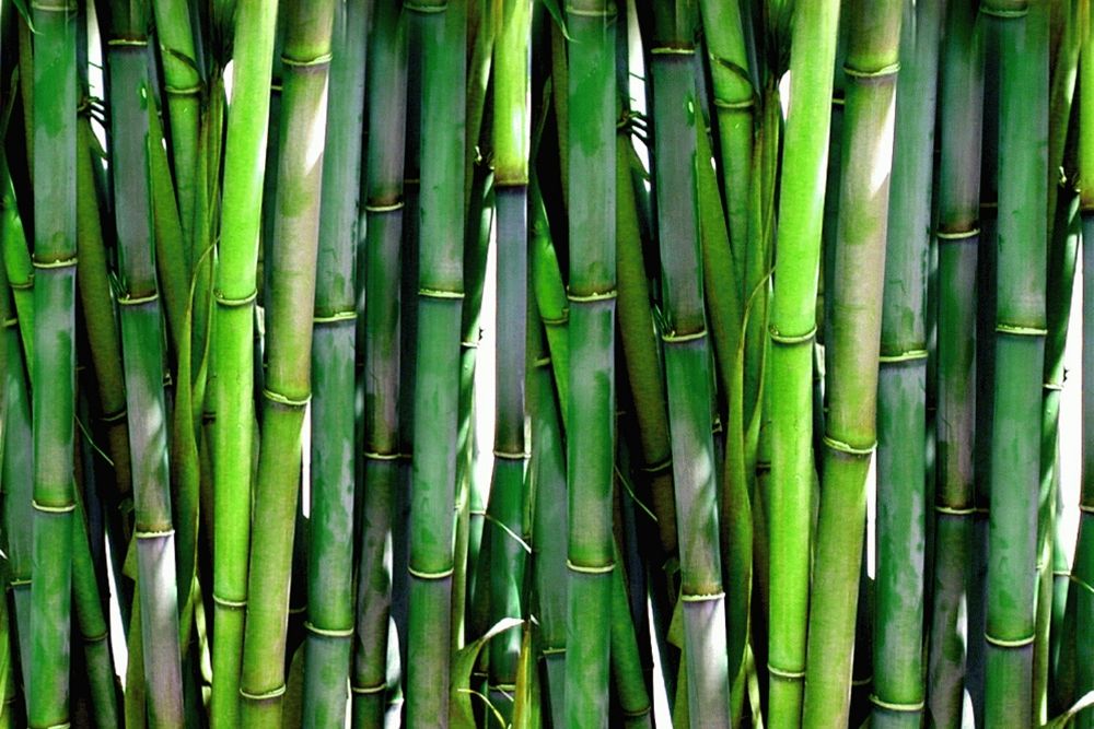 Trash, Bamboo