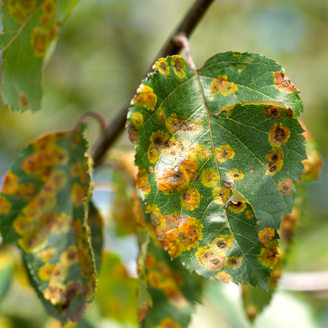 Trash, Diseased Plants