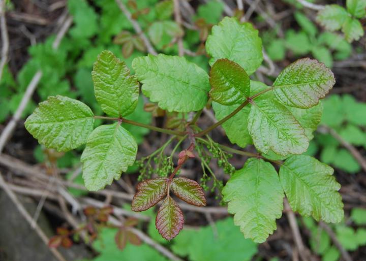 Trash, Poison Oak